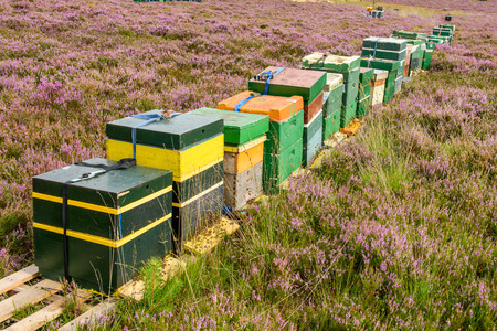 A long row of wooden hives in a flowering heather field in a nature reserve in the Netherlandsの写真素材