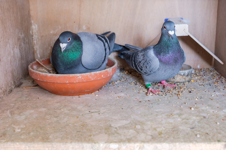 A couple of carrier pigeons at their nest in the pigeon loftの写真素材