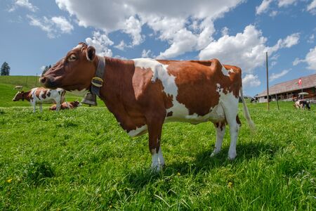 Beautiful cow with cowbell in an alpine pasture in the Swiss alps in front of a typical Swiss farm...