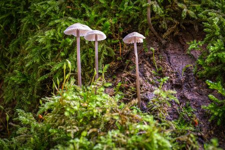 Autumn still life with three small mushrooms on a mossy backgroundの写真素材