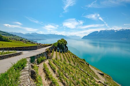 Lake Geneva and a panoramic view on the alps, Switzerlandの写真素材