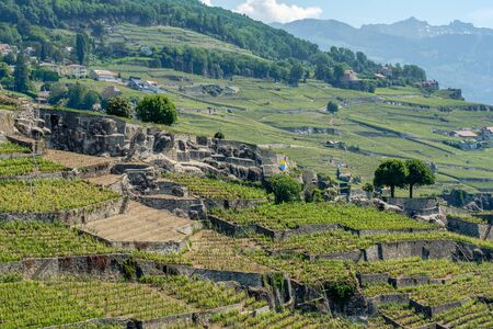 The beautiful Lavaux wine terrasses area along Lake Geneva in Switzerlandの写真素材