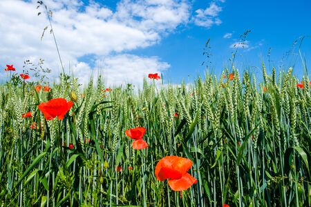 Frog perspective shot from beautiful red poppies on the edge of a wheat field with a beautiful blue sky with white clouds as background.の写真素材