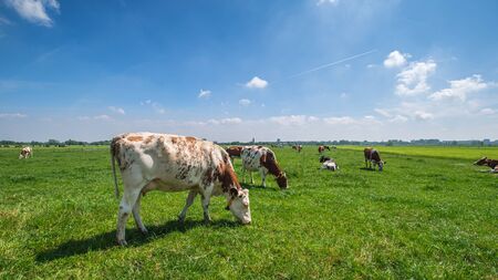 Cows in a green grassy meadow on a sunny day in a typical Dutch polder landscape, a few km from...