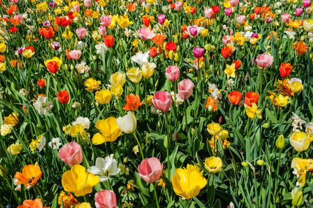Top view close-up of gorgeous colorful flower bed of tulips and daffodils. Tulip flower bed in Dutch Keukenhof tulip garden with different types of tulips and daffodilsの写真素材