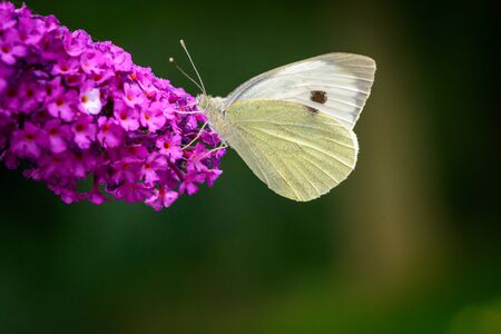 Large cabbage white butterfly looking for nectar on a blooming Buddleja plant against a dark bokeh...