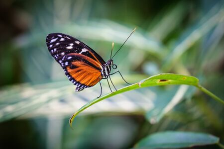 Beautiful tiger longwing or golden longwing butterfly, Heliconus hecale, resting on a leaf on a...