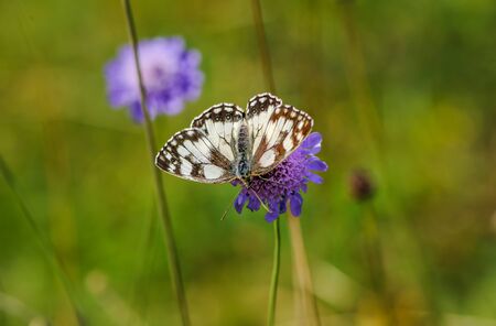 Beautiful marbled white, Melanargia galathea butterfly with wings spread on a blue-purple flower against a brurry green backgroundの写真素材