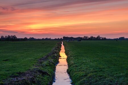Typical Dutch polder landscape with a beautiful reflection of a multi coloured sunset sky in a ditch and silhouettes of cows in the dusk, an agricultural area close to Rotterdam, Netherlandsの写真素材