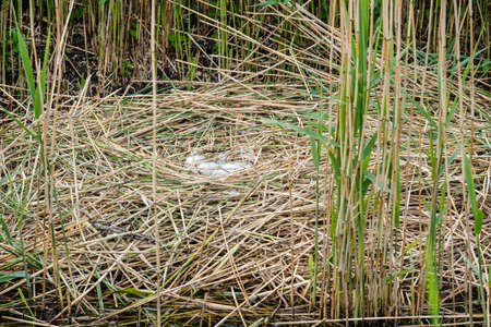 A clutch or mute swan eggs in a nest or already. The mute swan, Cygnus olor, is a member of the...