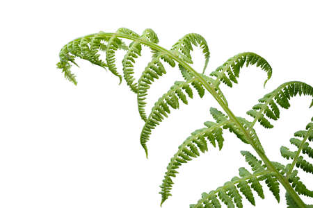 Abstract close up of a fresh single fern leaf isolated on a white background
