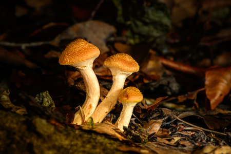 Autumn light falls on a group of three small brown-white mushrooms in a dark forest amid autumn...