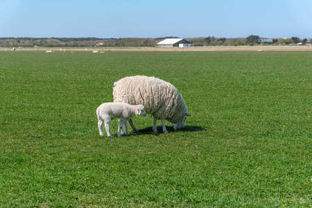 Sheep with lamb on a grassy field and a clear blue sky just behind the dunes on the island of Texel, Netherlands.の写真素材