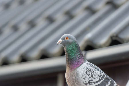 Portrait of a racing or homing pigeon posing in front of a roofの写真素材