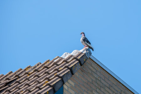 Homing pigeon resting on the top of the roof with a blue sky as a backdropの写真素材