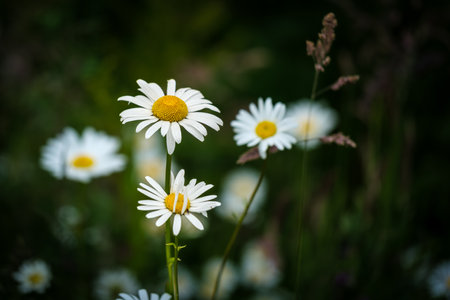 White bright chamomile flower, perennial flowering plant. Beautiful wild flowers against abstract dark green background of nature. Wildflowers outdoors macroの写真素材