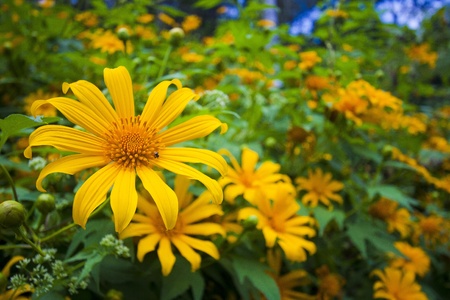 Mexican Sunflower Weed