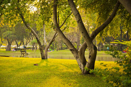 park,bangkokの写真素材