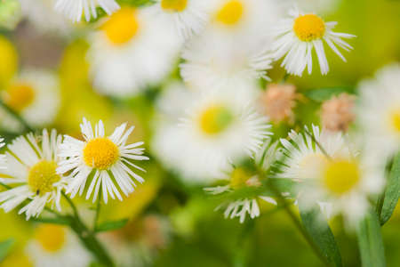 White daisy flowerの写真素材
