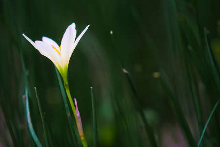 white flowerの写真素材