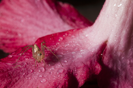 spider on floraの写真素材