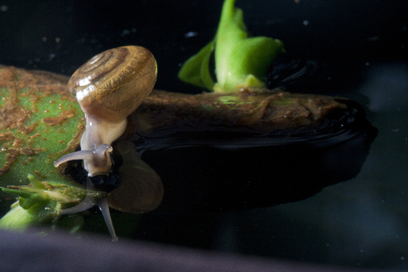 snailの写真素材