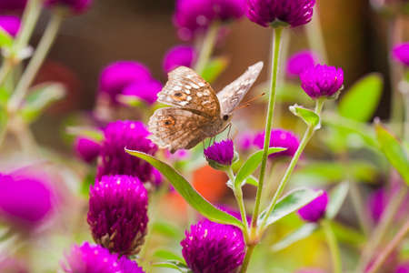 Butterflyの写真素材