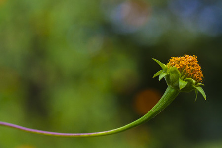  Mexican Sunflower の写真素材
