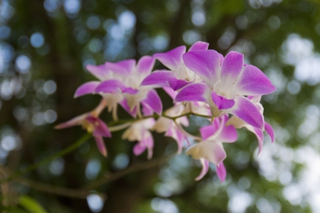  orchid on nature の写真素材