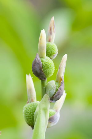 flower on the natureの写真素材