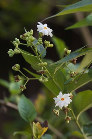 flower on the natureの写真素材