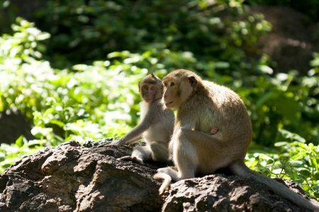 monkey family