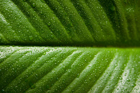 Leaf 