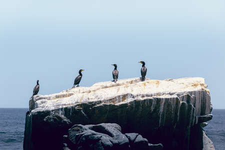 Birds on the shore of the Pacific Ocean