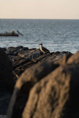 Birds on the shore of the Pacific Oceanの写真素材