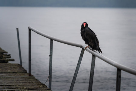 Black vulture sitting on a wooden pier on Lake Maggiore, Italyの写真素材