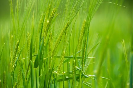 Close up of barley spikes natural illuminated by the sunの写真素材