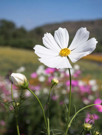 white cosmos flowers blooming in the garden focus-blur backgroundの写真素材