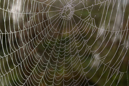 Openwork cobweb in dewdropsの写真素材