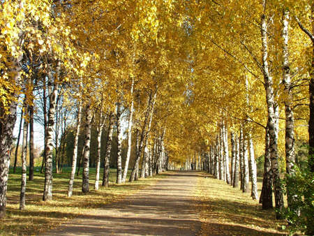 The autumn birch alley in old parkの写真素材