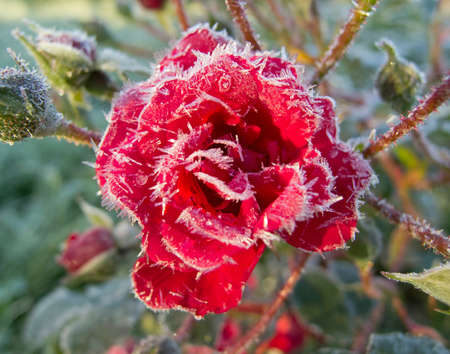 Beautiful red rose in the frosty morning in the gardenの写真素材