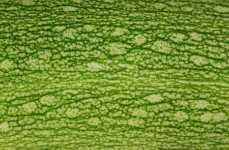Background from vegetable marrow skinの写真素材