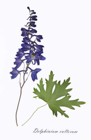 Picture of dried flowers signed in Latin. Delphinium cultorum, larkspur