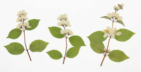 Picture of dried flowers in several variants Herbarium from dried blossoming flower arranged in a row.の写真素材
