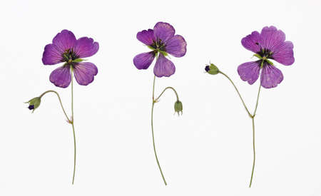 Herbarium from dried blossoming flowers arranged in a row. Geranium psilostemon, Armenian cranesbillの写真素材
