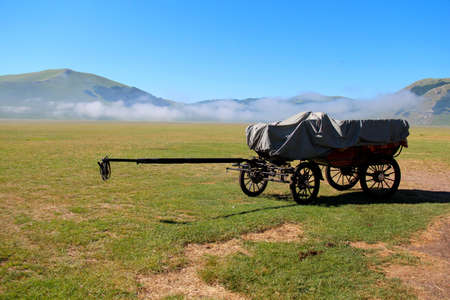 chariot horses at grasslandの写真素材