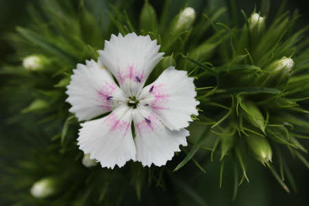 white flowerの写真素材