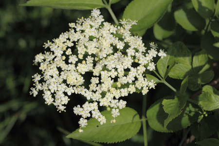 Elderberry, elderflower, tree, springの写真素材