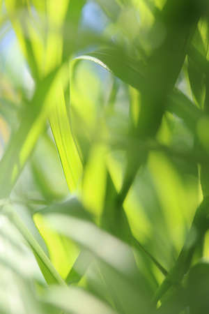 Grass, lawn, field, green, spring, summer, park, pasture, grass blade, artの写真素材
