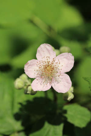 pink flowerの写真素材